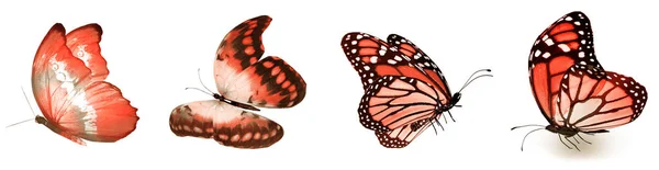 Color Butterflies Isolated White Background — Stock Photo, Image