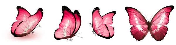 Color Butterflies Isolated White Background — Stock Photo, Image