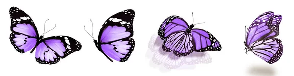 Color Butterflies Isolated White Background — Stock Photo, Image