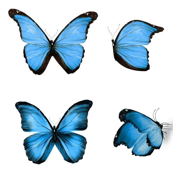 Mariposas Color Aisladas Sobre Fondo Blanco — Foto de Stock