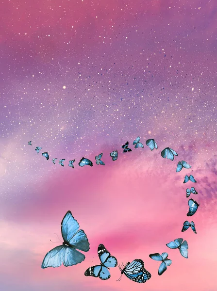 Romantic Sky Background Butterflies — Stock Photo, Image