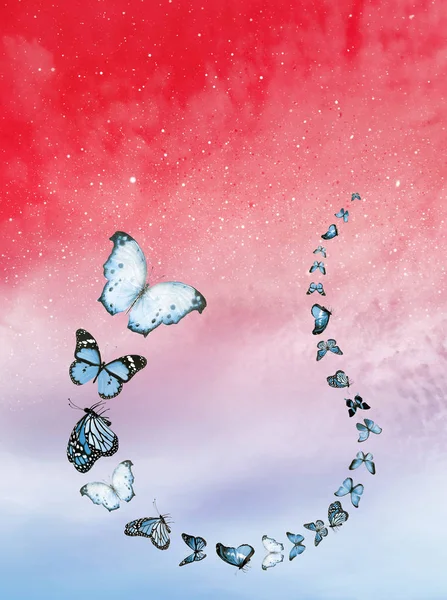 Sfondo Romantico Cielo Con Farfalle — Foto Stock