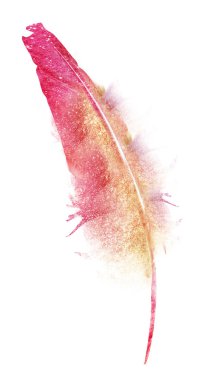 Suluboya tüyleri, beyaz arkaplanda izole