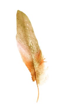 Suluboya tüyleri, beyaz arkaplanda izole