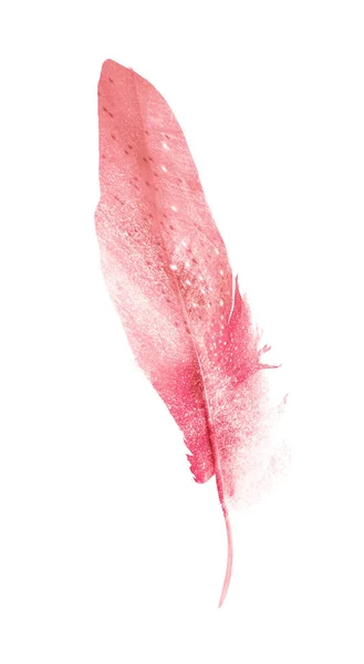 Watercolor Feathers Isolated White Background — Stock Photo, Image