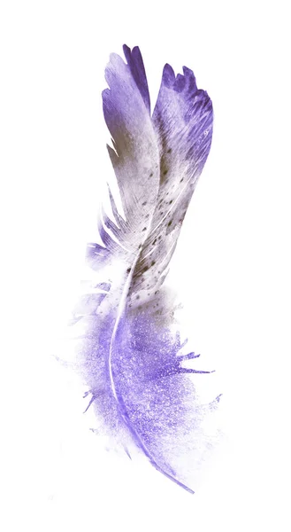 Φτερά Ακουαρέλας Απομονωμένα Λευκό Φόντο — Φωτογραφία Αρχείου