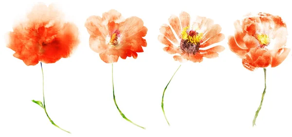 Watercolor Flowers Isolated White Background — Stock Photo, Image