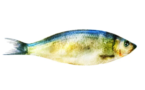 Poisson Aquarelle Sur Blanc — Photo