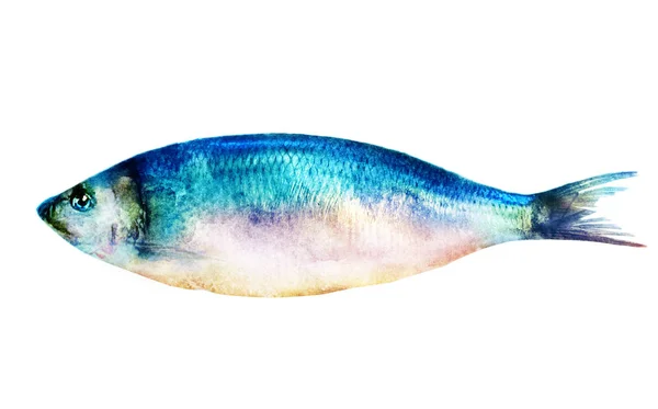 Poisson Aquarelle Sur Blanc — Photo