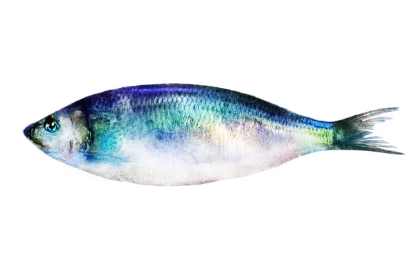 Poisson Aquarelle Sur Blanc — Photo