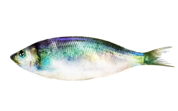 白身魚の水彩画 — ストック写真