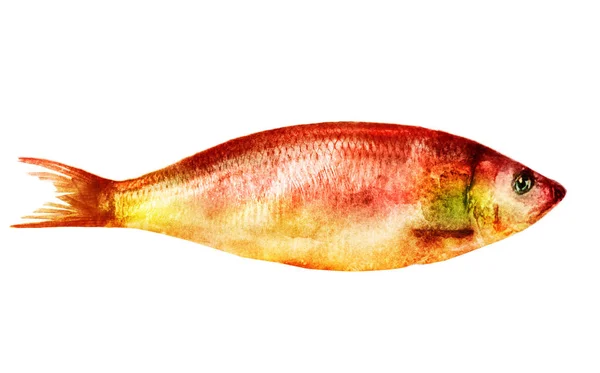 Aquarell Fisch Auf Weiß — Stockfoto