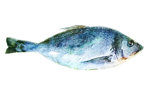 Peixe Aquarela Branco — Fotografia de Stock