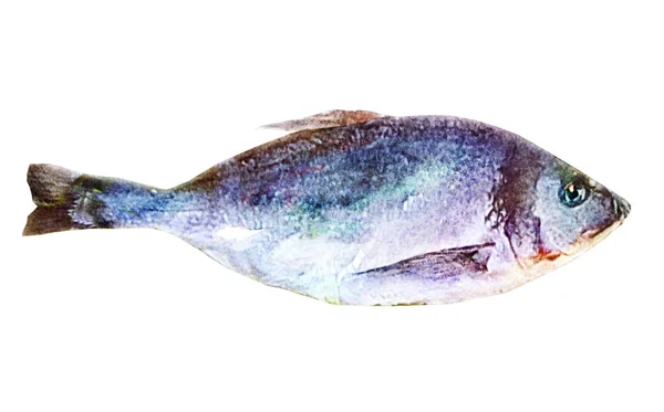 Watercolor Fish White — Stock Photo, Image