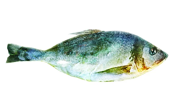 Pesce Acquerello Bianco — Foto Stock