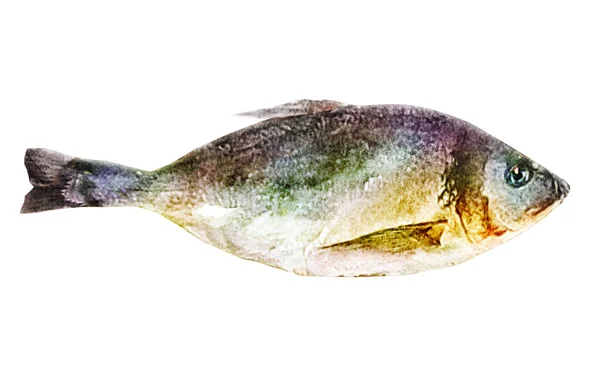 Akwarela Ryba Białym — Zdjęcie stockowe