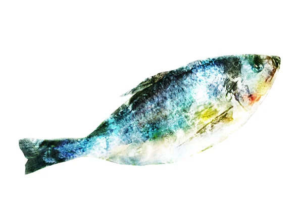 Akwarela Ryba Białym — Zdjęcie stockowe