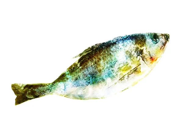 白鱼上的水彩鱼 — 图库照片