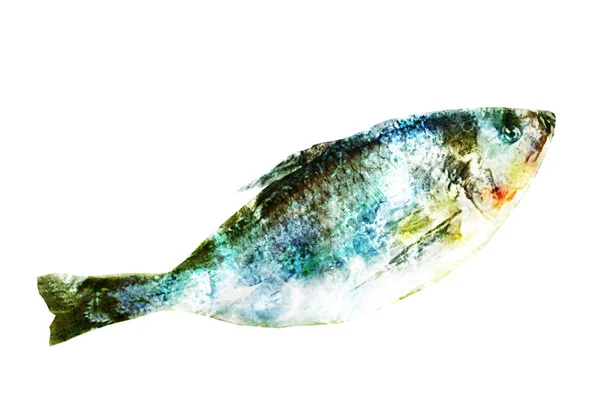 Peixe Aquarela Branco — Fotografia de Stock