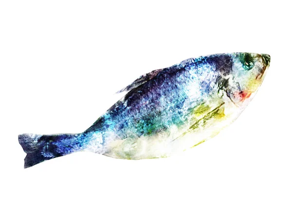 Peixe Aquarela Branco — Fotografia de Stock