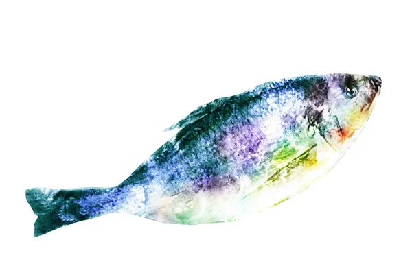 Poisson Aquarelle Sur Blanc — Photo