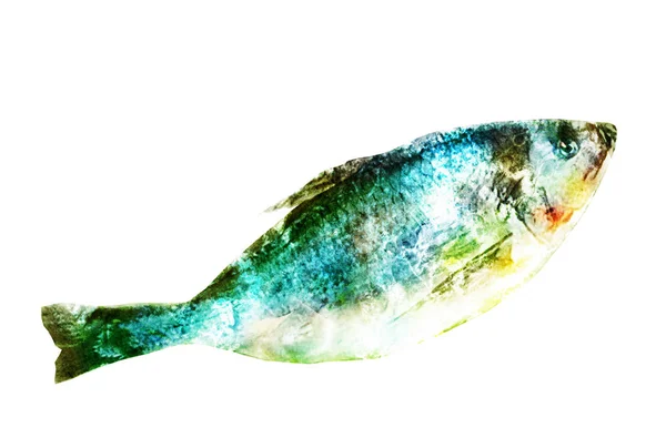 Beyaz Üzerine Suluboya Balık — Stok fotoğraf