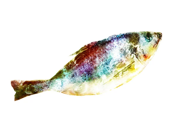 Aquarell Fisch Auf Weiß — Stockfoto