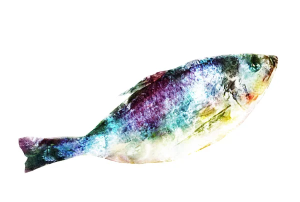 Poisson Aquarelle Sur Blanc — Photo