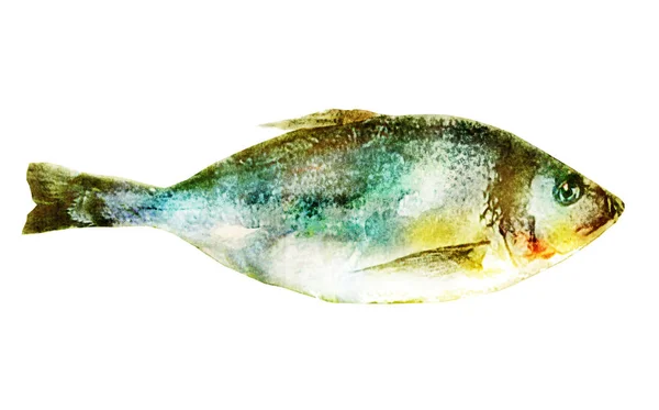 Poisson Aquarelle Sur Blanc — Photo