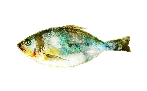 Aquarell Fisch Auf Weiß — Stockfoto