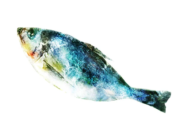 Peixe Aquarela Branco — Fotografia de Stock