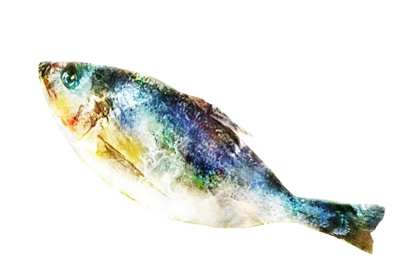 Pesce Acquerello Bianco — Foto Stock