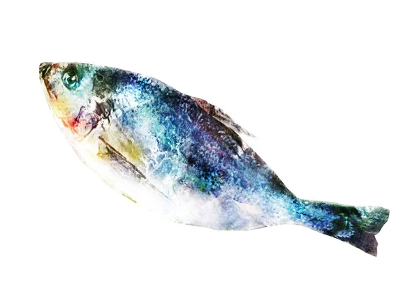 Beyaz Üzerine Suluboya Balık — Stok fotoğraf