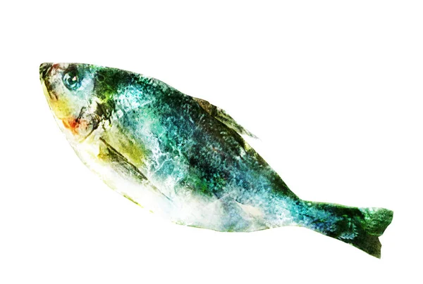 Watercolor Fish White — Stock Photo, Image