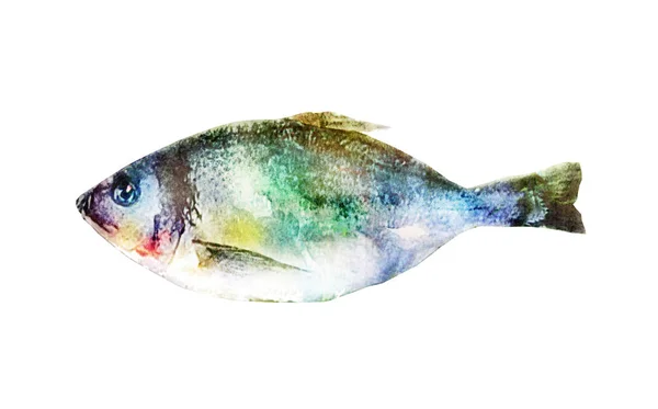 Poisson Aquarelle Sur Blanc — Photo