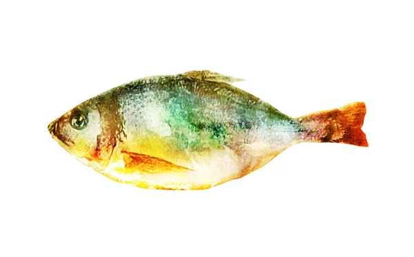 Akvarell Fisk Vitt — Stockfoto