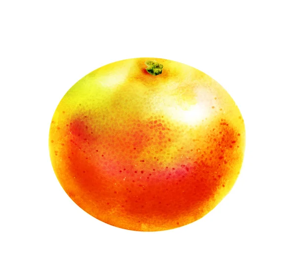 Akvarell Citrus Vit Bakgrund — Stockfoto