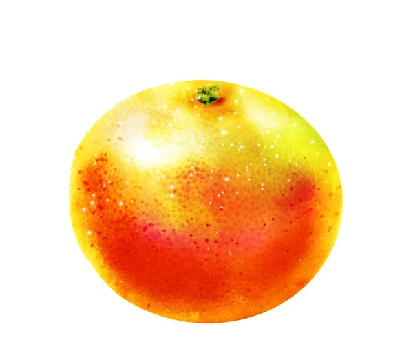 Watercolor Citrus White Background — Stock Photo, Image