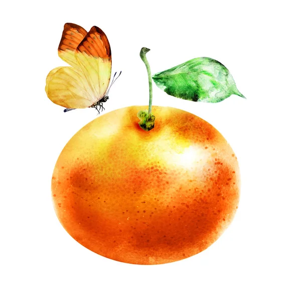 Watercolor Citrus Butterfly — Stock Photo, Image
