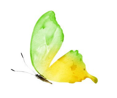 Beyaz arka planda izole edilmiş suluboya kelebeği