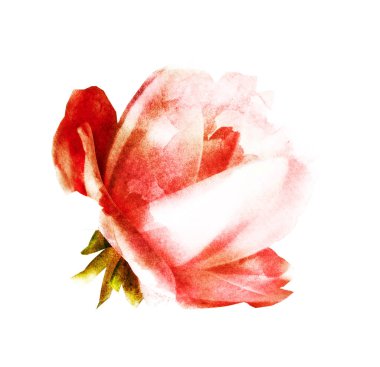 Beyaz renkte suluboya çiçek. Siluet 