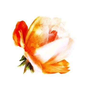 Beyaz renkte suluboya çiçek. Siluet 