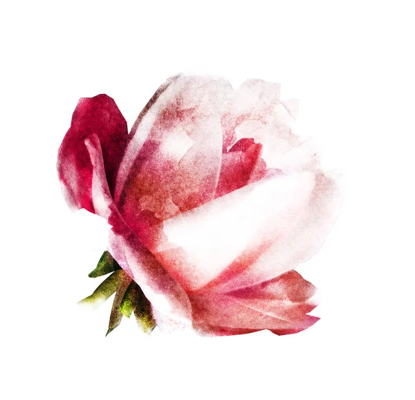 Aquarelle Fleur Isolée Sur Blanc Silhouette — Photo