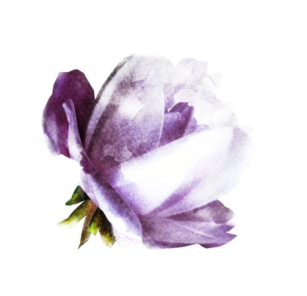 Акварельна Квітка Ізольована Білому Силует — стокове фото