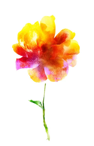 Akvarell Blomma Isolerad Vitt Silhuett — Stockfoto
