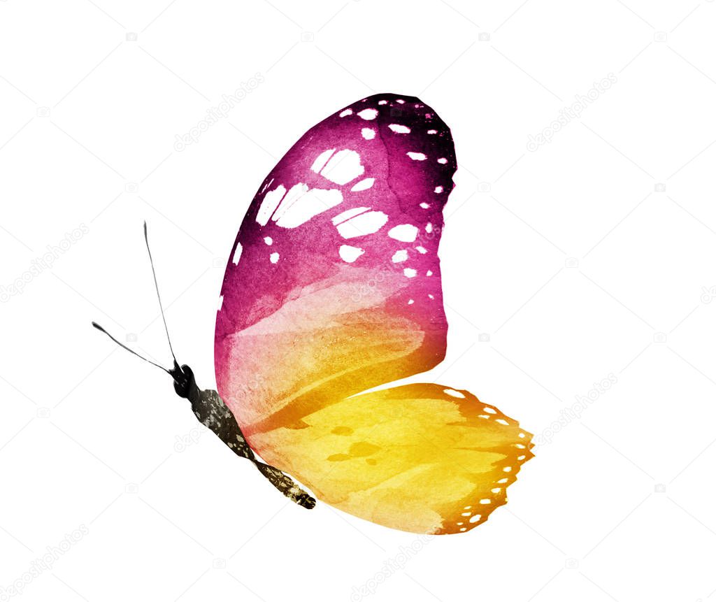 Watercolor butterfly , isolated on white background