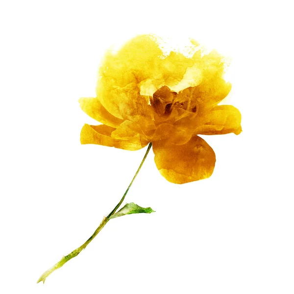 白に孤立した水色の花 シルエット — ストック写真