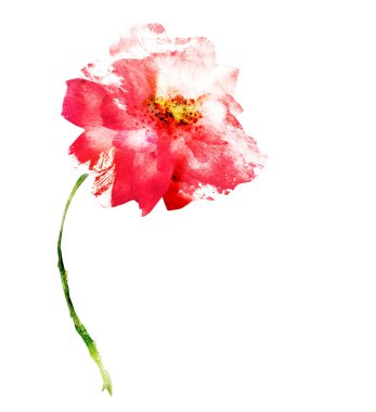 Beyaz renkte suluboya çiçek. Siluet 