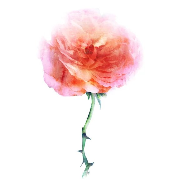 Aquarelle Fleur Isolée Sur Blanc Silhouette — Photo