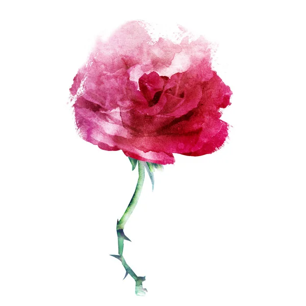 Aquarelle Fleur Isolée Sur Blanc Silhouette — Photo